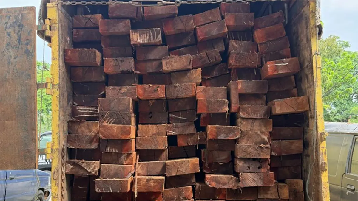 Puluhan kubik kayu ilegal yang disita Polda Riau diduga berasal dari Cagar Alam Biosfer Giam Siak Kecil. (ISTIMEWA)