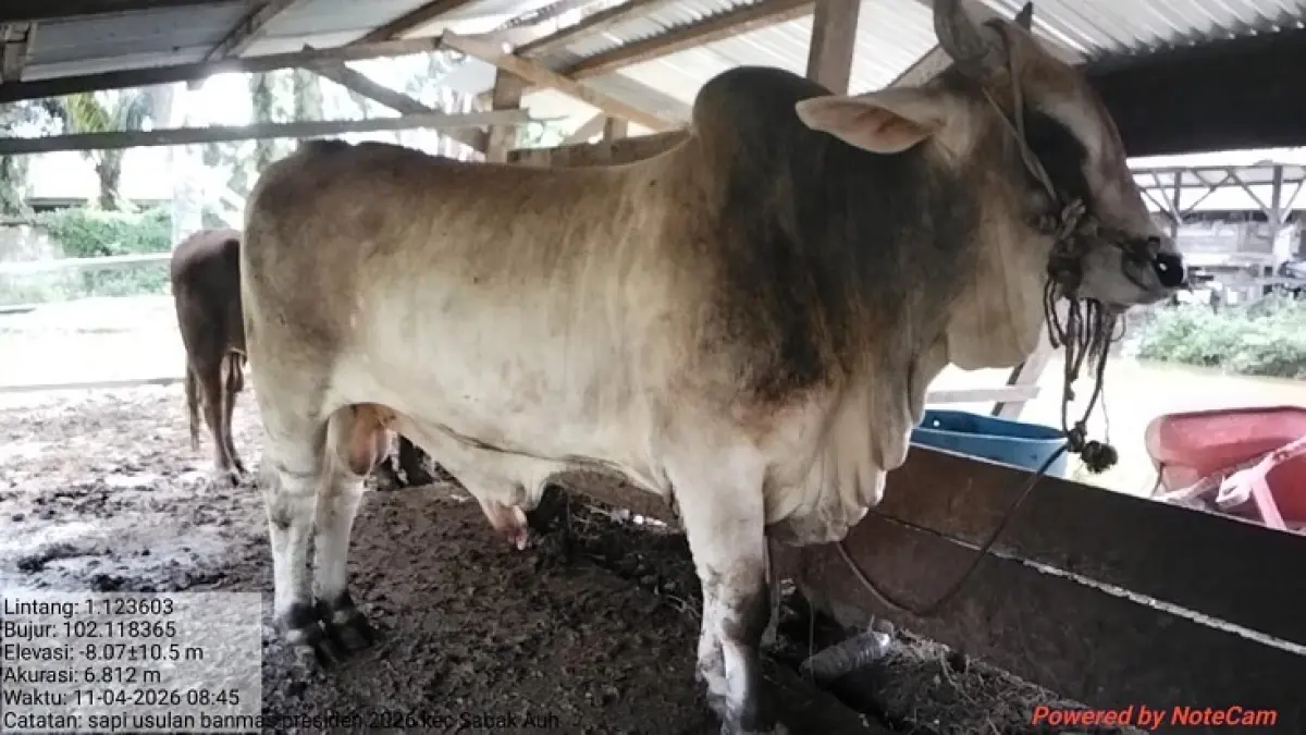 Sapi Brahman dengan berat 731 milik peternak Timbul Santoso warga Desa Belading, Kecamatan Sabak Auh, Kabupaten Siak, menjadi sapi kurban Presiden dan akan disembelih di Kampung Meredan Barat, Kecamatan Tualang, Selasa (12/5/2026). (Istimewa)