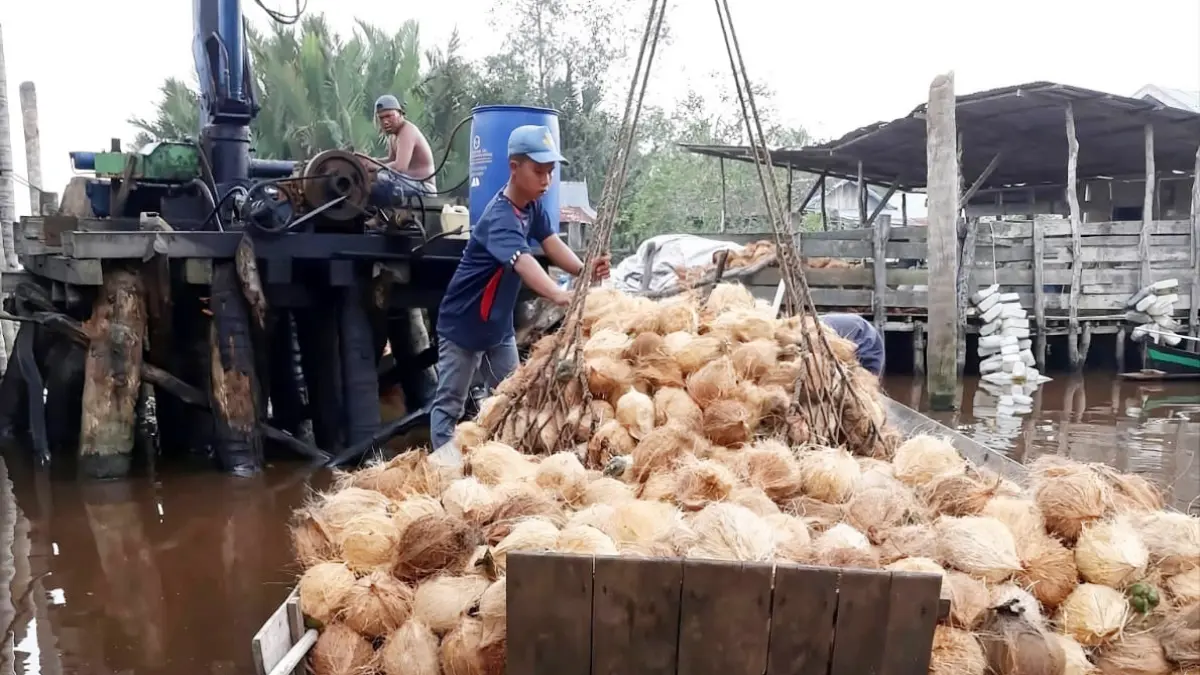Petani kelapa di Kecamatan Pelangiran, Kabupaten Indragiri Hilir sedang menjual kelapa hasil panen ke pancang atau penampung milik perusahaan, baru-baru ini. (WARGA)