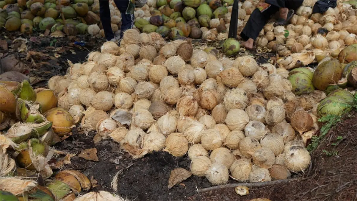 Kelapa bulat milik masyarakat Kabupaten Inhil setelah dipanen serta dikupas dan akan dijual belum lama ini. (Istimewa)