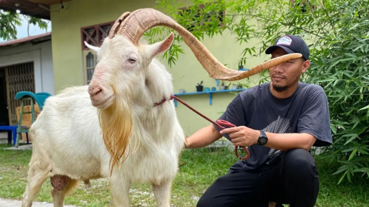 Pemilik peternakan Aisyah Boya saat menunjukkan kambingnya. (Istimewa)