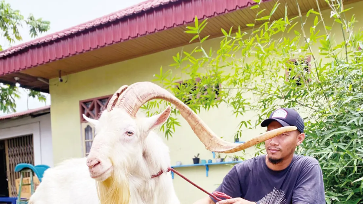 Boya, pemilik Peternakan Aisyah mem­perlihatkan kambing peliharaannya, Sabtu (16/5/2026). (Boya)