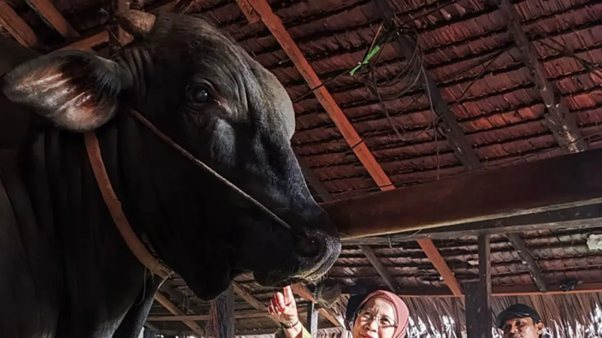 Kepala Dinas PKH Riau Mimi Yuliani Nazir saat mengecek kondisi sapi kurban presiden di Riau. (Istimewa)
