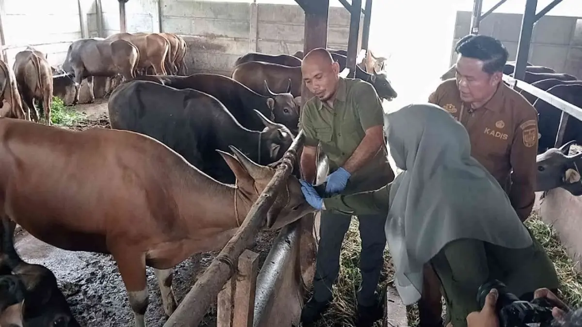 Kepala Dinas Pertanian dan Perikanan Kota Pekanbaru&nbsp; Maisisco, bersama dokter hewan melakukan pemeriksaan hewan kurban di Jalan Seroja Kec Kulim Pekanbaru, Selasa (19/5/2026). (EVAN GUNANZAR/RIAU POS)