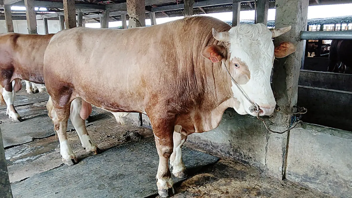 
Sapi simental dengan berat 850 Kg yang akan menjadi hewan kurban bantuan dari Presiden untuk Kabupaten Kepulauan Meranti saat Hari Raya Iduladha 1447 H, Senin (18/5/2026). (WIRA SAPUTRA/RIAU POS)