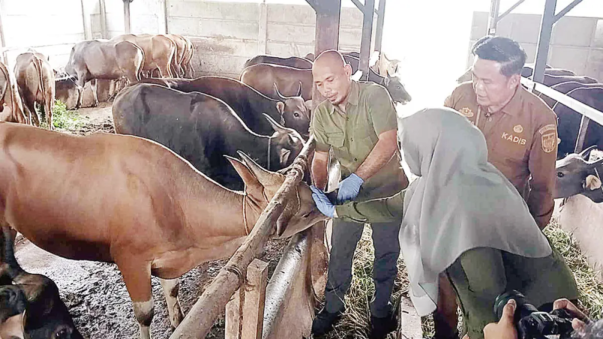Kepala Dinas Pertanian dan Perikanan Kota Pekanbaru  Maisisco (tengah) bersama dokter hewan melakukan pemeriksaan hewan kurban di peternakan Jalan Seroja, Kecamatan Kulim, Pekanbaru, Selasa (19/5/2026). (EVAN GUNANZAR/RIAU POS)