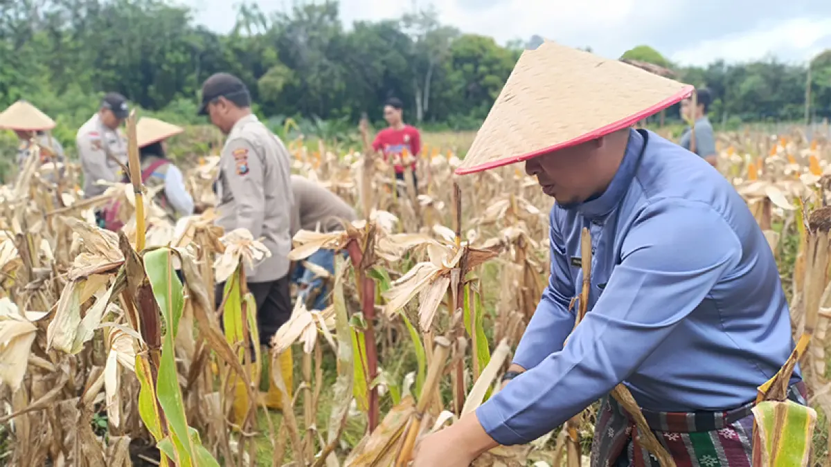 Ketua Kelompok Tani BUMDes Dara Sembilan Desa Senggoro, Farwan bersama personel Polsek Bengkalis panen jagung pipil, beberapa waktu lalu. (Istimewa)