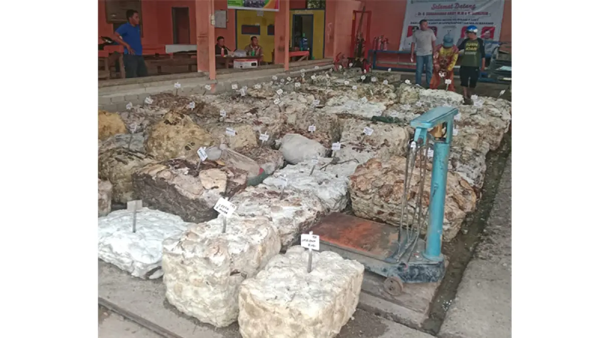 Lelang karet petani di Gapoktan Maju Basamo Kopah Kecamatan Kuantan Tengah, Senin (18/5/2026). Foto Gapoktan Maju Basamo