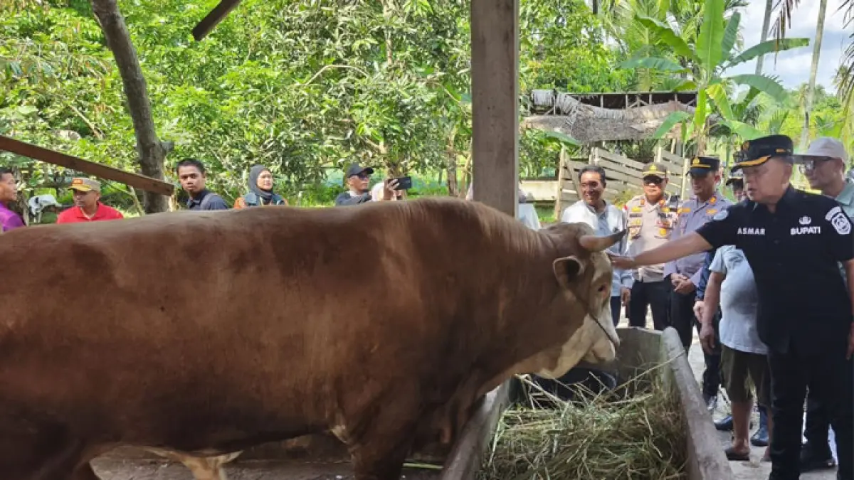 Bupati Kepulauan Meranti H Asmar pantau kondisi sapi kurban presiden di Desa Gogok, Kecamatan Tebing Tinggi Barat, Jumat (22/5/2026). (Istimewa)