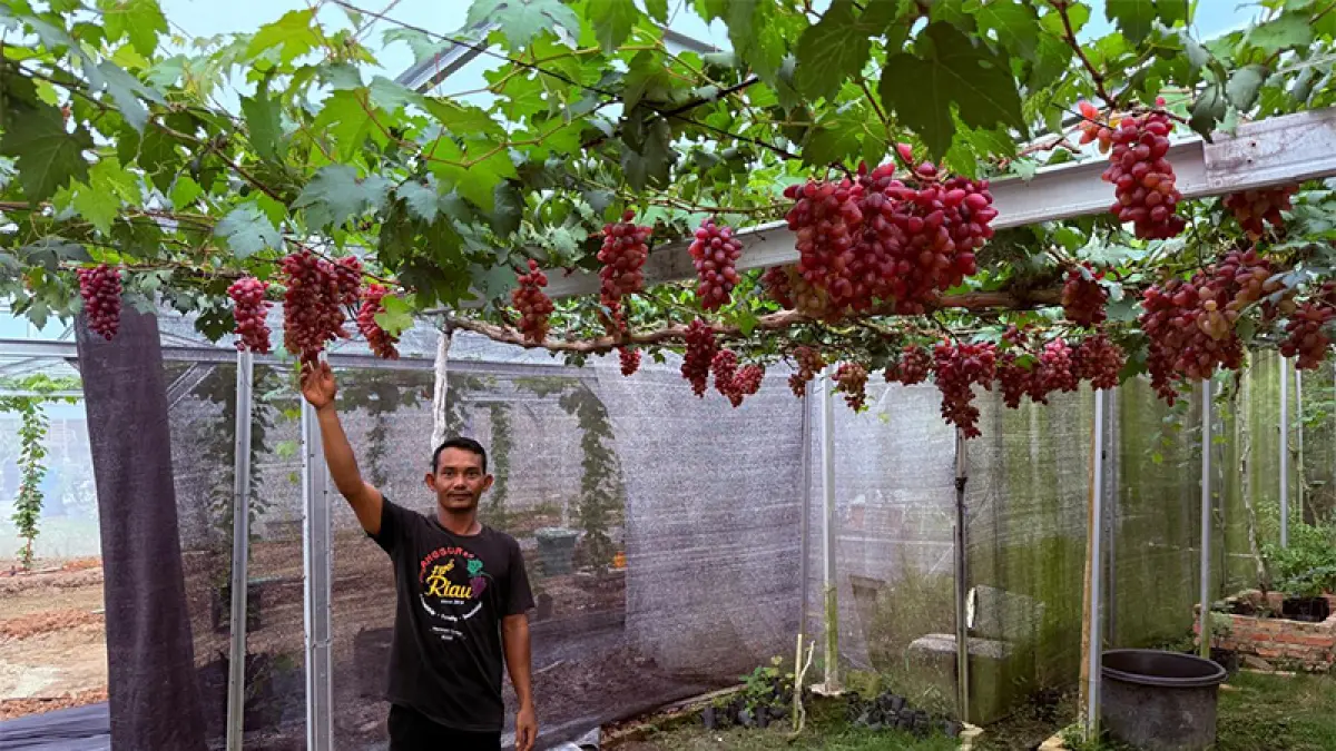 Suherman, warga Paritbaru, Desa Langkai, Kecamatan Siak, menunjukkan jenis-jenis buah anggur yang ada di kebun samping rumahnya, Kamis (21/5/2025) petang. (Monang Lubis)