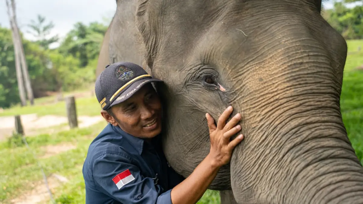 Gajah Sumatera bersama mahot di Pusat Pelatihan Gajah Minas, baru-baru ini.(PHR UNTUK RIAU POS)