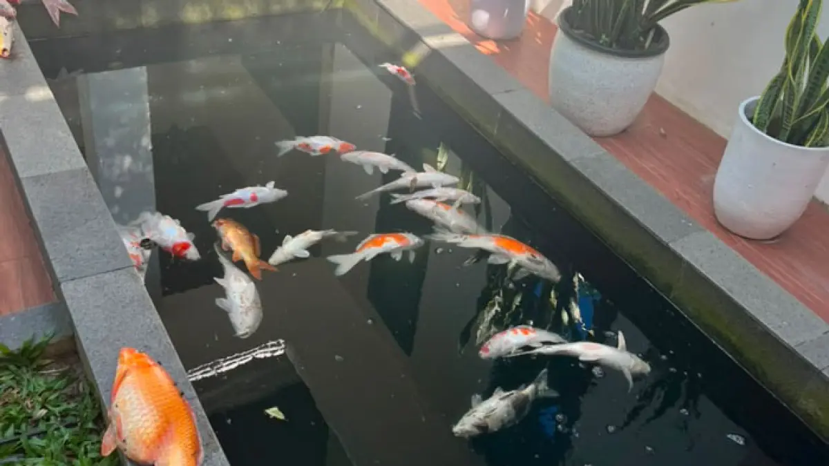 29 ekor ikan koi milik Wako Pekanbaru Agung Nugroho mati akibat padamnya listrik yang menyebabkan sistem pendukung kolam tidak berfungsi. (Istimewa)