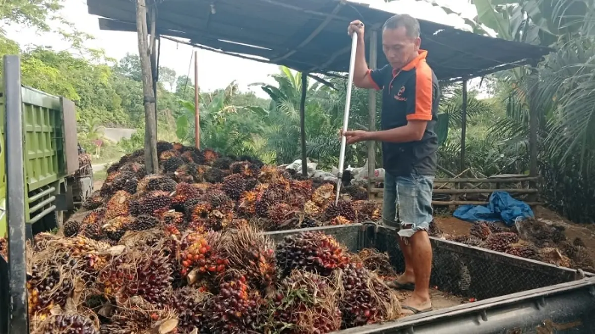 Pengumpulan tandan buah segar (TBS) Sawit di Veron Desa Pulau Kedundung Kecamatan Kuantan Tengah, Ahad (17/5/2026) pekan kemaren.(Desriandi Candra/Riaupos.co)