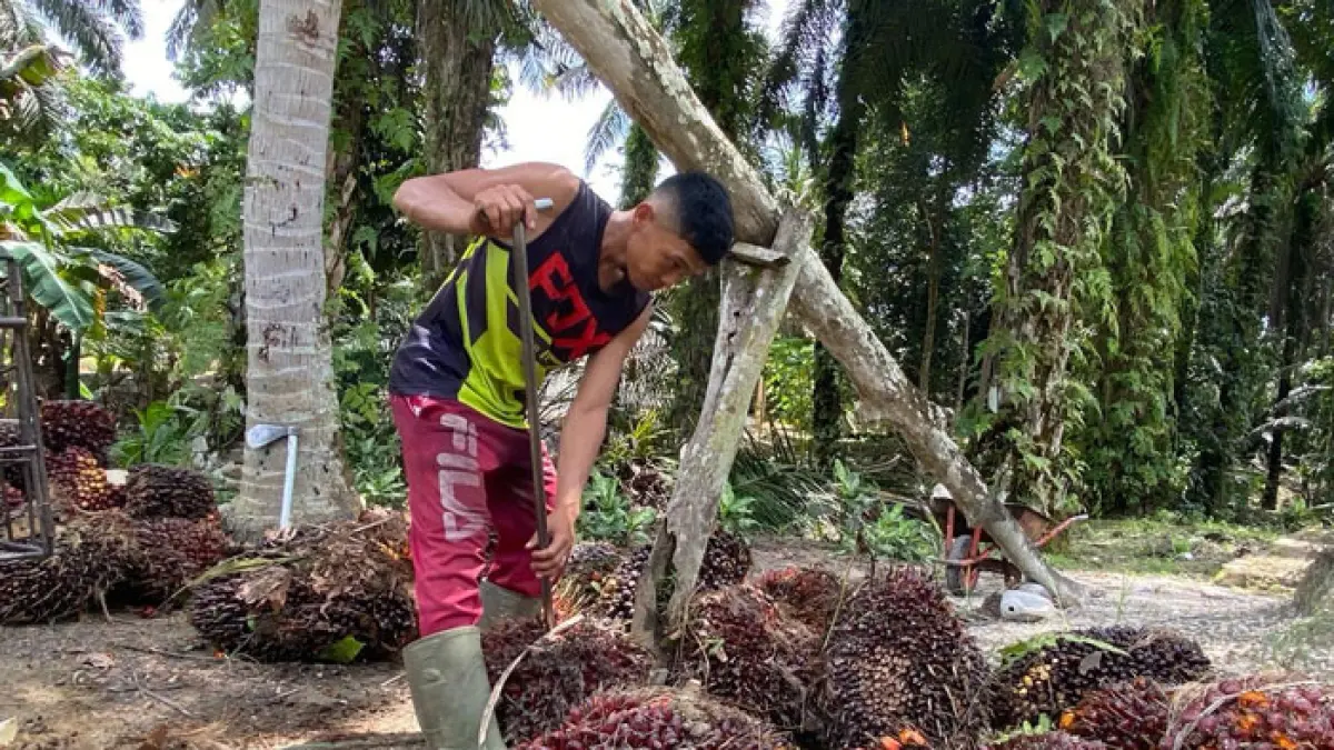 Petani menyusun tandan buah segar kelapa sawit di kabupaten Kampar baru-baru ini. (Soleh Saputra/Riaupos.co)