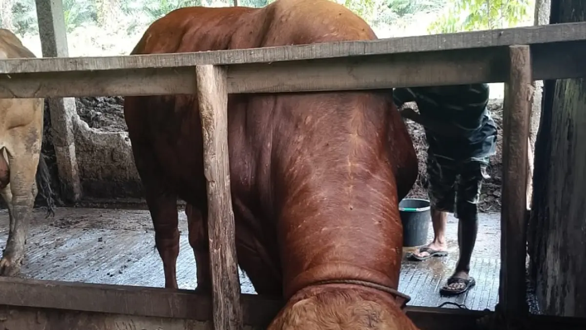 Jhoni, sapi bantuan Presiden Presiden Prabowo., (Istimewa)