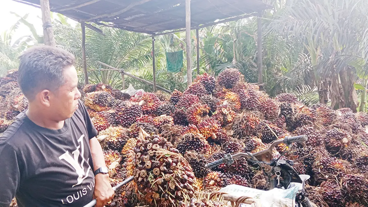 Petani mengumpulkan tandan buah segar sawit di Peron Desa Pulau Kedundung, Kecamatan Kuantan Tengah, Kuantan Singingi, Ahad (17/5/2026). (DESRIANDI CANDRA/RIAU POS)