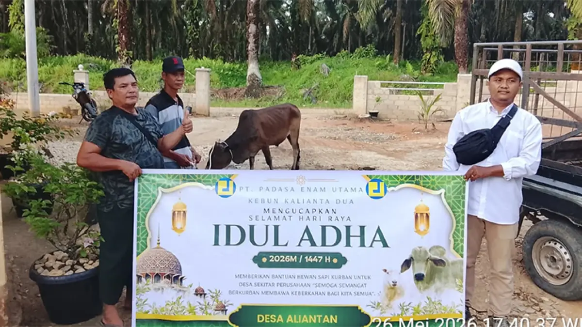 PT Padasa Enam Utama melalui Asisten HRGA & ER Kebun, Kiki Faonar SH (topi putih) menyalurkan hewan kurban kepada masyarakat Desa Aliantan, Kecamatan Tapung, Kabupaten Kampar, Selasa (26/5/2026). (PT Padasa Enam Utama)
