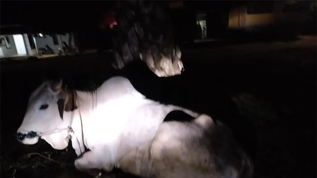 Sapi kurban Bupatk Siak Afni Z yang akan disembelih di Masjid Al Hijrah, Kampung Mandi Angin, Kecamatan Minas, Kabupaten Siak, Selasa (26/5/2026). (ISTIMEWA)
