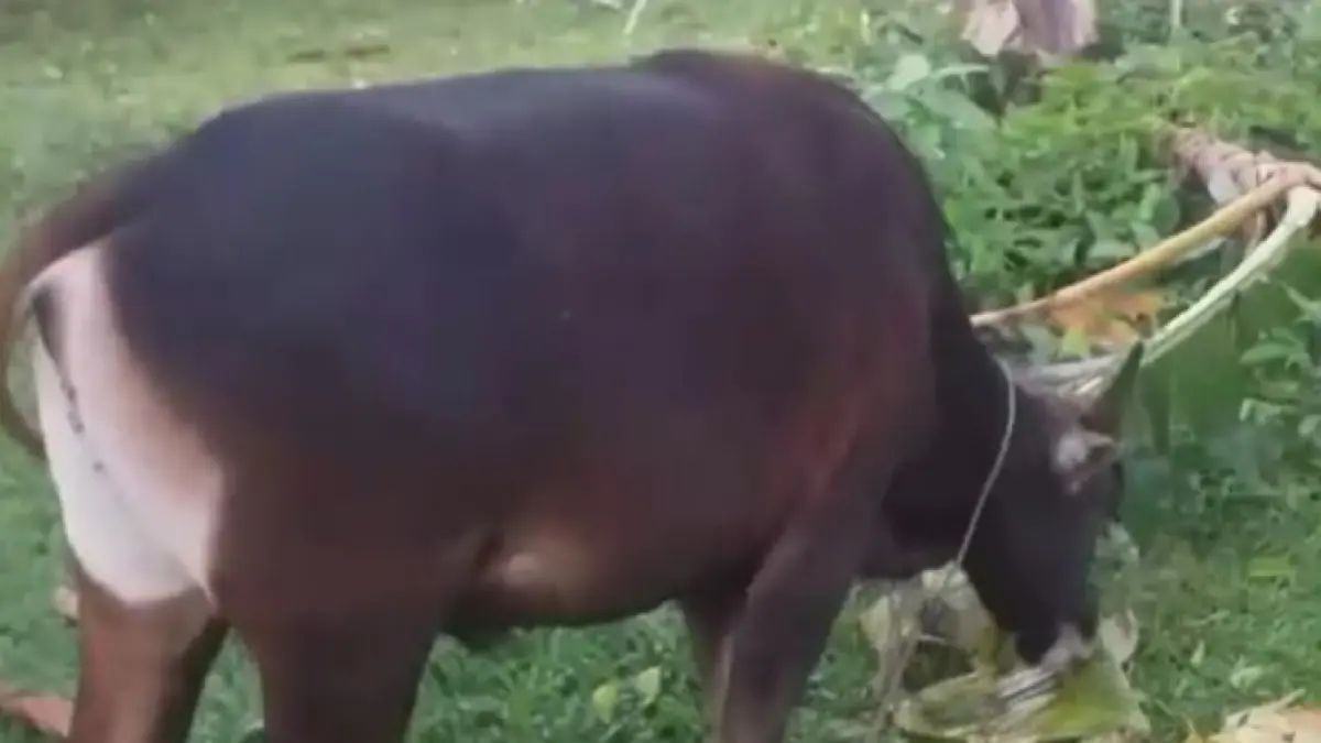 Sapi kurban siap dilakukan pemotongan, Rabu (27/5/2026) besok. (Desriandi Candra/Riaupos.co_