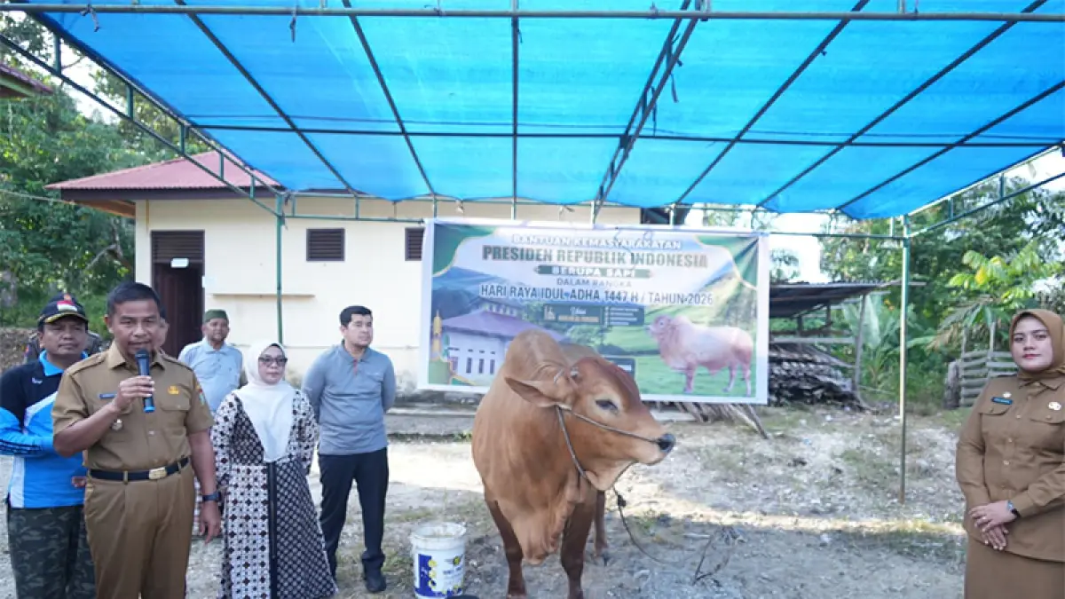 Bupati Ahmad Yuzar menyerahkan sapi kurban Presiden Indonesia jenis Brahman Cross dengan bobot 923 kilogram untuk Masjid Al-Furqon, Desa Bukit Melintang, Kecamatan Kuok, Kabupaten Kampar, Selasa (26/5/2026). Diskominfo untuk Riaupos.co
