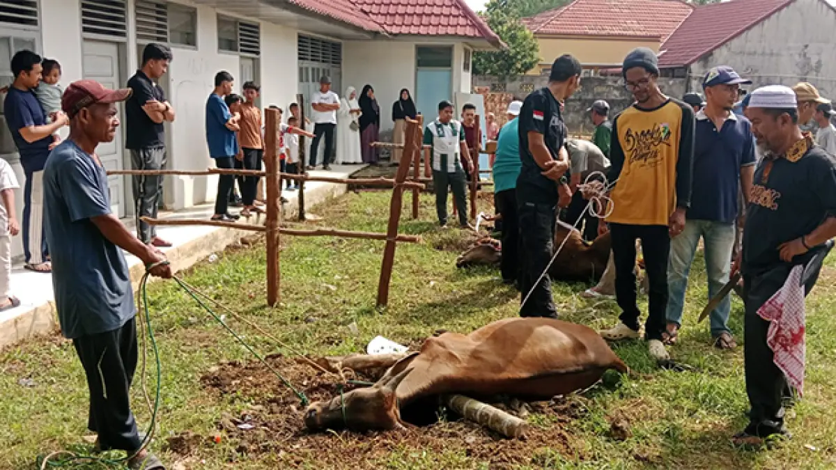 Panitia Kurban Masjid Alfurqon Sungai Jering melakukan penyembelihan sapi usai Salat Idul Adha, Rabu (27/5/2026). (Desriandi Candra)