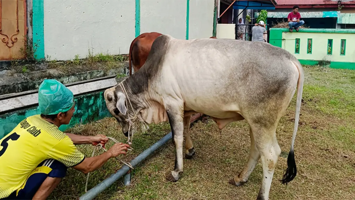 Pengurus Masjid Al-Hidayah di Jalan Kawista, Kelurahan Air Jamban, Kecamatan Mandau menerima sapi kurban bantuan PT APGI, Rabu (27/5/2026). (Istimewa)