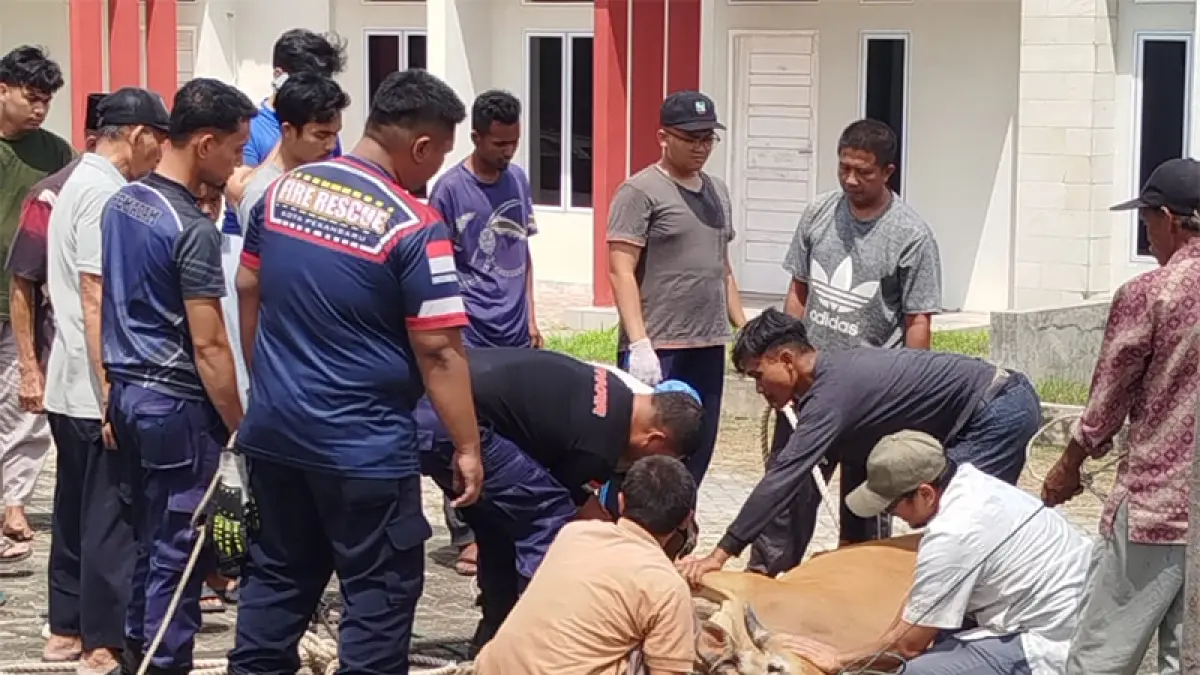 Petugas Damkar saat mengamankan seekor sapi kurban lepas di Jalan Patriasari 3, Kelurahan Umban Sari, Kecamatan Rumbai, Pekanbaru, pada Rabu (27/5/2026). (Damkar Pekanbaru)