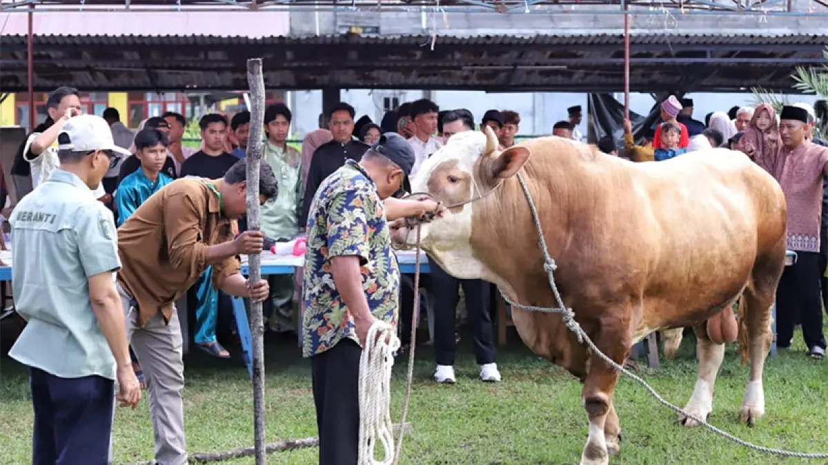 Sapi Presiden Indonesia jenis simmental berbobot 903 Kg diserahkan Bupati Kepulauan Meranti, AKBP (Purn) H Asmar kepada pengurus masjid, Rabu (27/5/2026). (Istimewa)