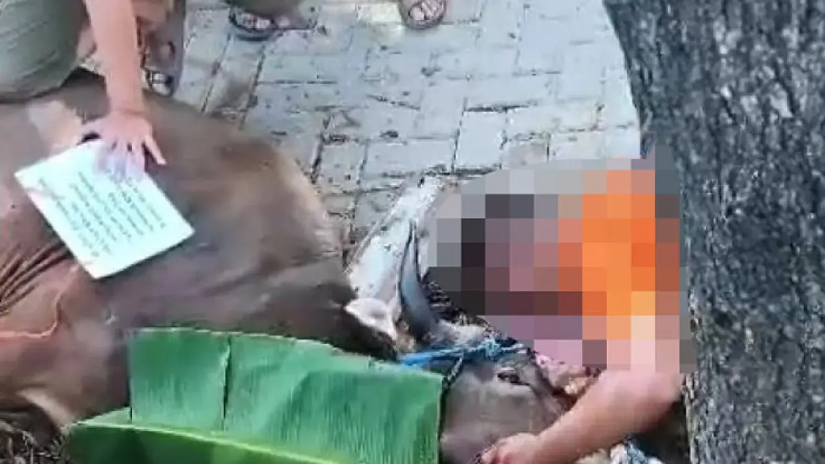 Warga Tangerang meninggal mendadak di tengah suasana penyembelihan hewan kurban. (Istimewa)