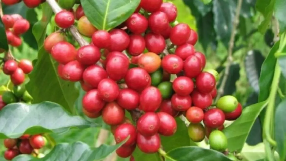 Kopi Liberika Meranti dari  tanah gambut 
diproyeksikan jadi kopi unggulan masa depan. (nternet)
