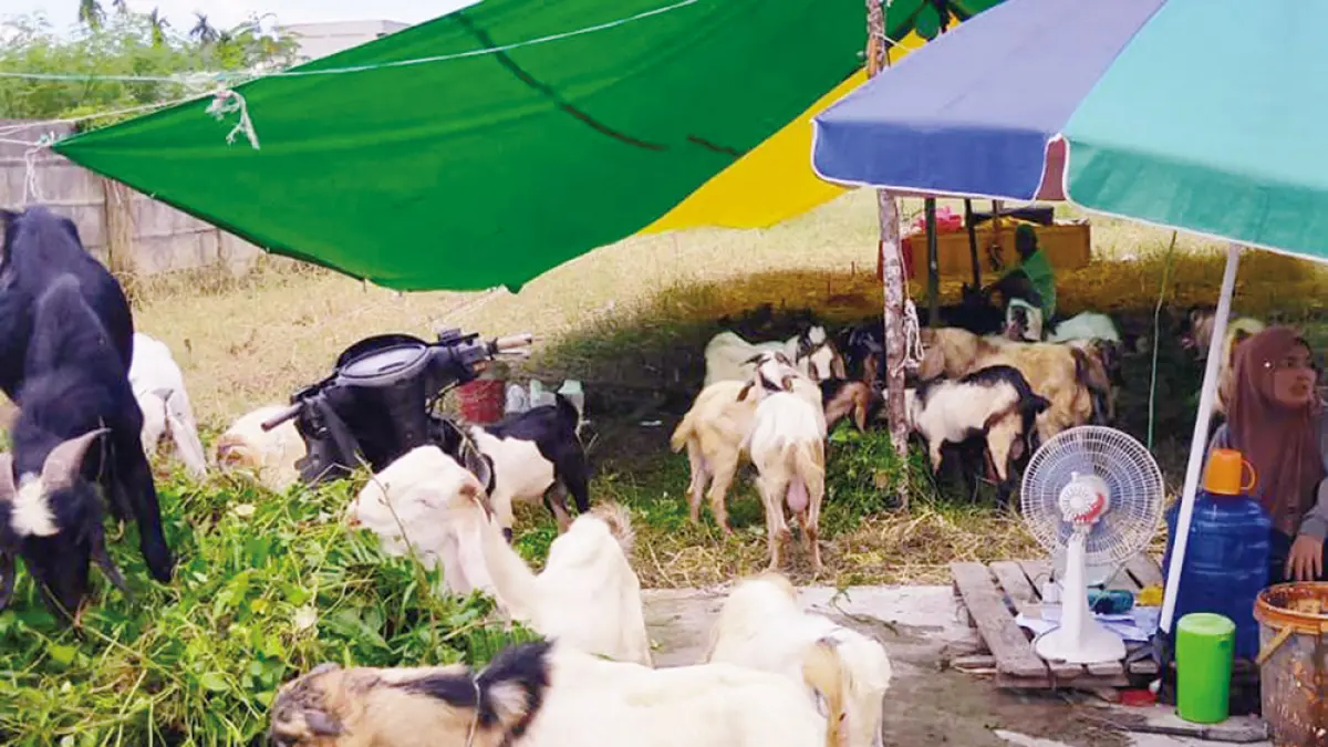 MASIH JUALAN: Pedagang kambing tetap berjualan di Hari Raya Iduladha, Rabu (27/5/2026). (EVAN GUNANZAR/RIAU POS)
