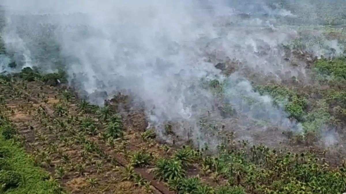 Kondisi karhutla yang membakar lahan semak belukar dan kebun kelapa sawit warga di Desa Sokoi Kecamatan Kuala Kampar dan saat ini tim gabungan tengah fokus melakukan upaya pemadaman lewat darat dan udara, Ahad (31/5/2026). (Istimewa)