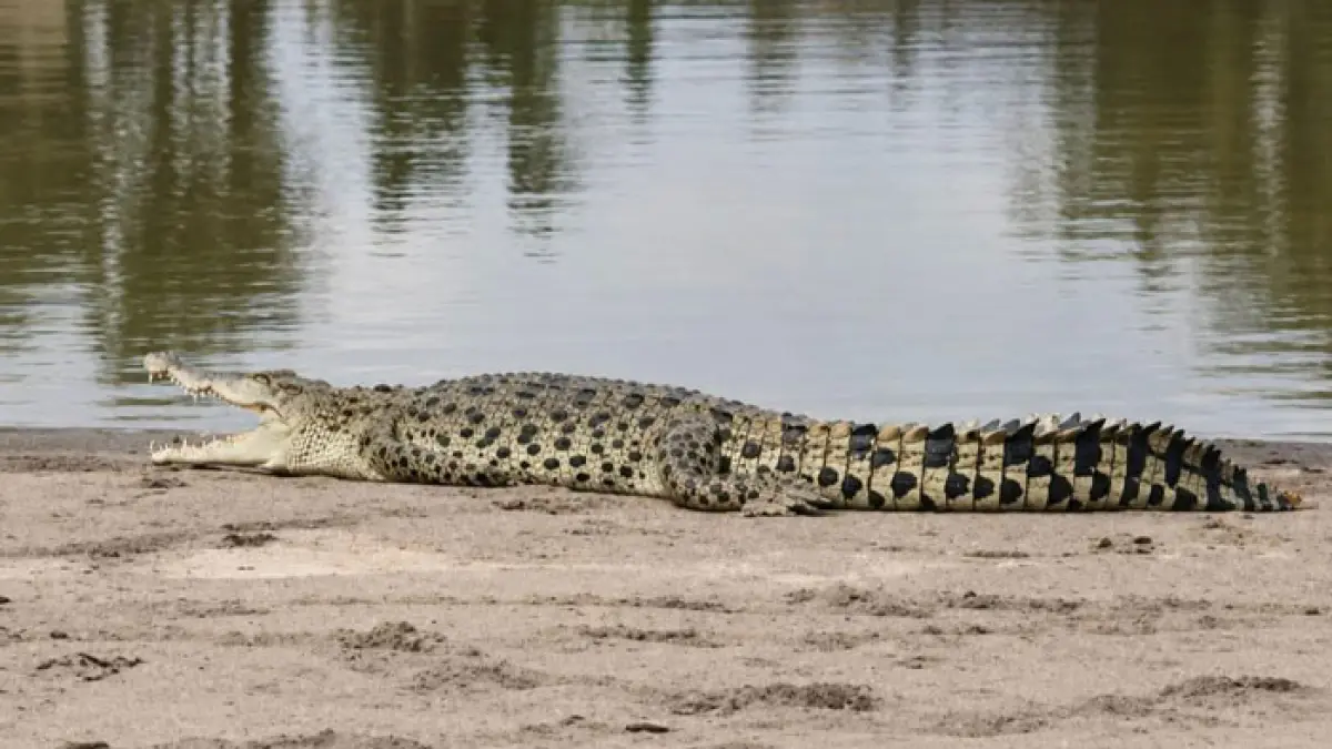 Penampakan seekor buaya mendarat di hamparan pasir pulau Tepian Lubuak Sobae Baserah, Kecamatan Kuantan Hilir, Sabtu (30/5/2026) siang. ( Plt Camat Kuantan Hilir untuk Riaupos.co)
