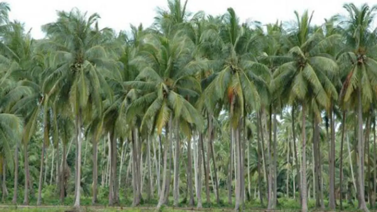 Ilustrasi kebun kelapa