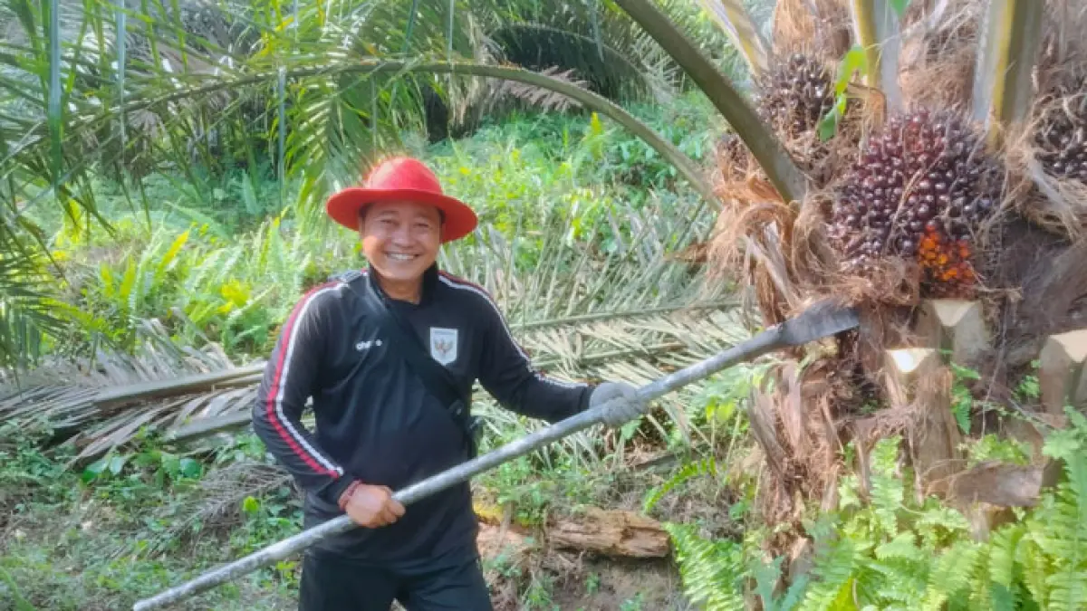 Karyono, petani sawit mandiri Desa Pantai Kecamatan Kuantan Mudik melakukan pemaman tandan buah segar sawit, Senin (1/6/2026). (Desriandi Candra/Riaupos.co)