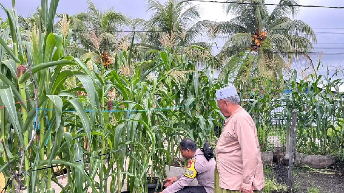 Bhabinkamtiamas Tagaraja, Aipda Muhammad Agung SP memantu pertumbuhan jagung warga di Tagaraja, Kateman, Inhil dalam mendukung ketahanan pangan, Selasa (2/6/2026). (Istimewa)