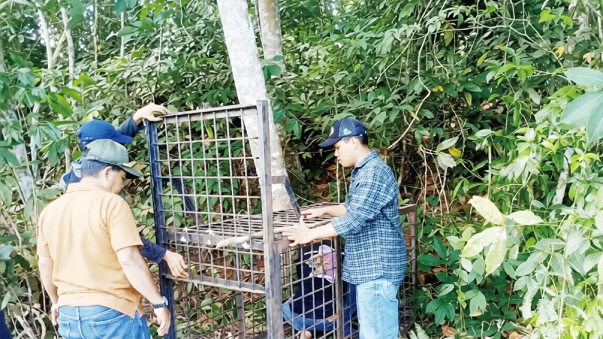 JEBAKAN: Tim BBKSDA Riau bersama masyarakat memasang jebakan beruang pada Sabtu (30/5/2026). (FOTO BBKSDA RIAU)