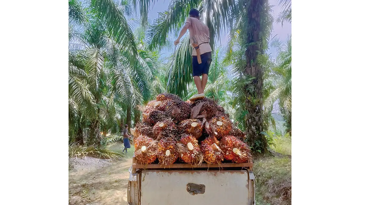 Pekerja menyusun sawit yang dipanen ke atas mobil di Desa Pantai Kecamatan Kuantan Mudik, Kabupaten Kuantan Singingi, Senin (1/6/2026). (DESRIANDI CANDRA/RIAU)