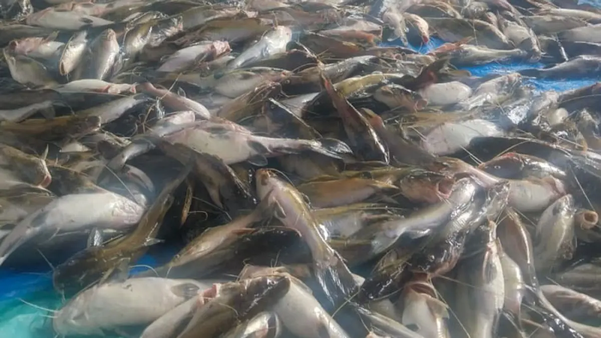 Sekitar 30 ton ikan ditemukan mati mendadak di aliran Sungai Tapung yang melintasi Desa Sekijang, Desa Kota Garo, dan Desa Koto Aman, Kecamatan Tapung Hilir, Kabupaten Kampar, pada Senin (30/3/2026). (Istimewa)