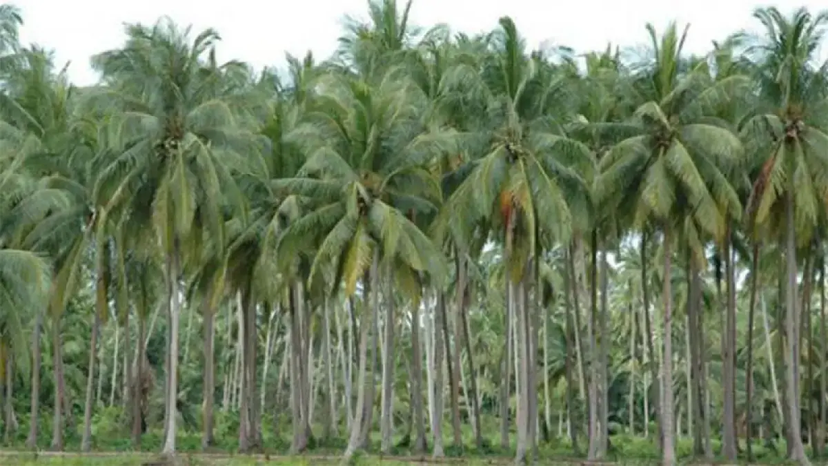 Ilustrasi kebun kelapa. (Dok Riaupos.co)

