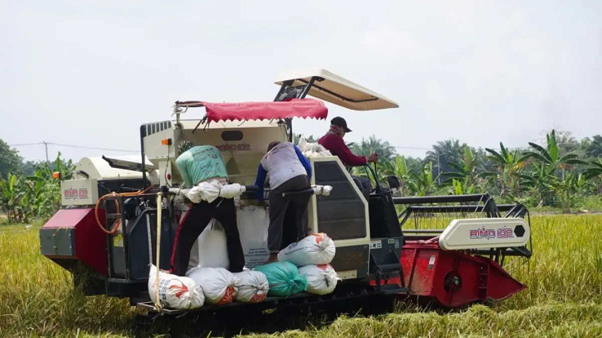 Petani padi di Kecamatan Bungaraya Kabupaten Siak saat melakukan panen raya padi dalam mendukung produksi beras nasional. Foto beberapa hari lalu.(Humas Bulog Cabang Bengkalis)