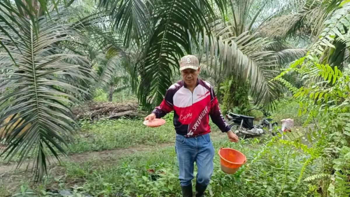 Hepi, seorang petani sawit di Desa Simandolak Benai melakukan pemupukan pohon sawit secara berkala, beberapa waktu lalu. (Istimewa)