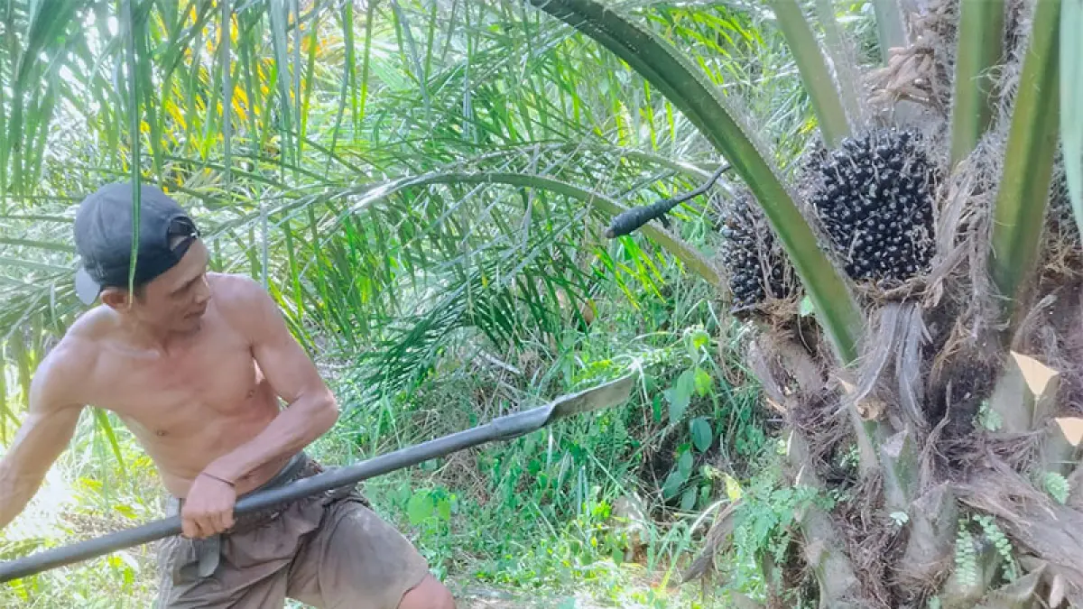 Pekebun, pekerja pekebun atau keluarga pekebun kelapa sawit punya kesempatan meraih beasiswa dari Badan Pengelola Dana Pekebun Kelapa Sawit lewat program peningkatan sumber daya manusia. (Desriandi Candra)