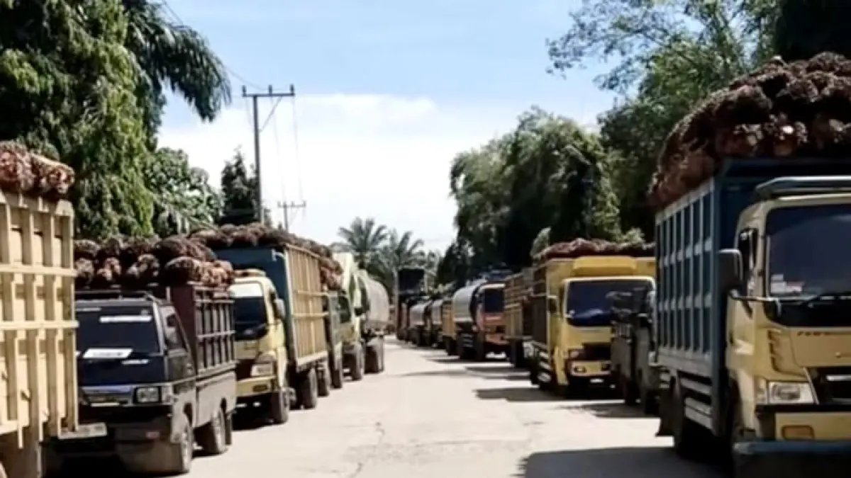 Truk pengangkut TBS Kelapa Sawit Mitra Swadaya terlihat antresaat akan menjual ke PKS PT ISB Dusun Surau Tinggi Desa Rambah Kecamatan Rambah Hilir. Selasa (2/6/2026). (Warga Rambah Hilir untuk Riaupos.co)