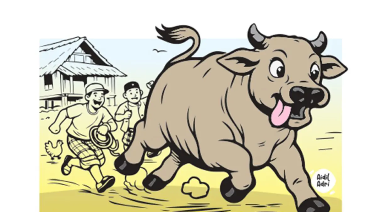 ALAMAAAK!!! Sapi Kabur!