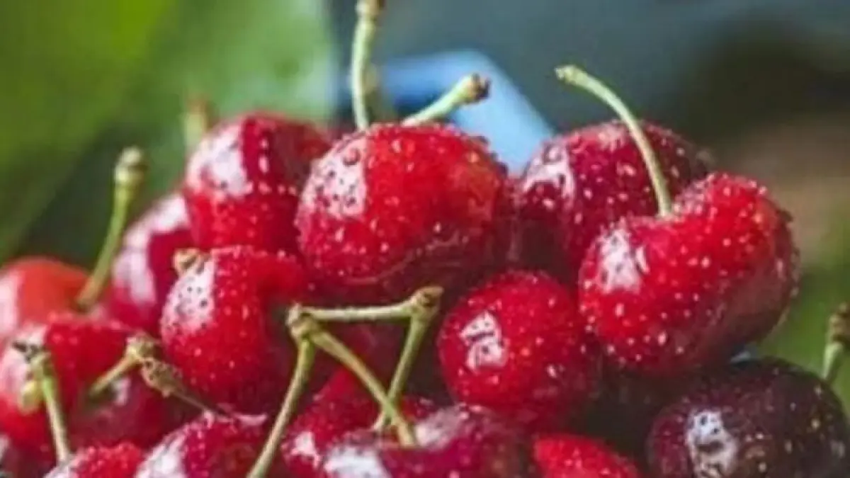 Ilustrasi buah ceri, sebaiknya tidak dicuci sebelum disimpan karena bisa cepat busuk. (Sumber foto: Pixabay)