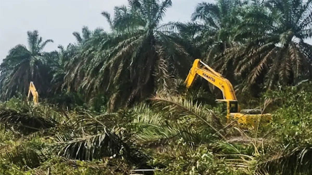 Program replanting di lahan perkebunan sawit yang dikelola KPTBS seluas 120 Ha di Desa Jangkang, Kecamatan Bantan masih dalam proses pekerjaan pembersihan lahan. (Foto istimewa)