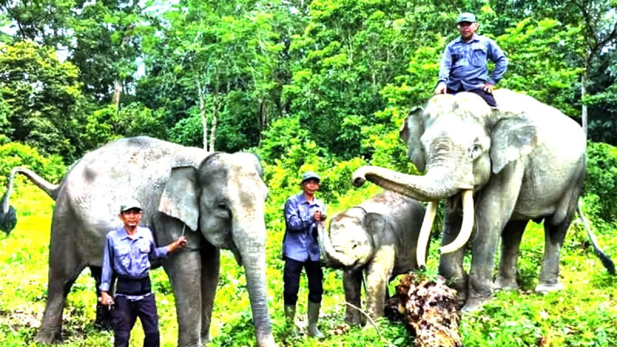 Seekor anak gajah berjenis kelamin betina, lahir dari induk gajah sumatra bernama mama Ria di Camp Elephants Flying Squad, Desa Lubuk Kembang Bunga, Kecamatan Ukui, Rabu (10/6/2026). (amn)