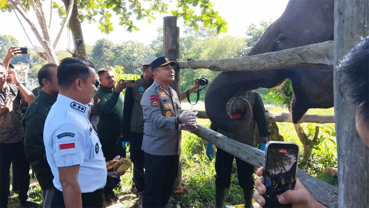 Kapolda Riau Irjen Pol Herry Heryawan didampingi Wakil Bupati Pelalawan, H HusninTamrin, meninjau dan memberi nama Nona Seroja, anak Gajah Sumatera yang lahir Flying Squad Balai TNTN, Kamis (11/6/2026). (M Amin Amran)
