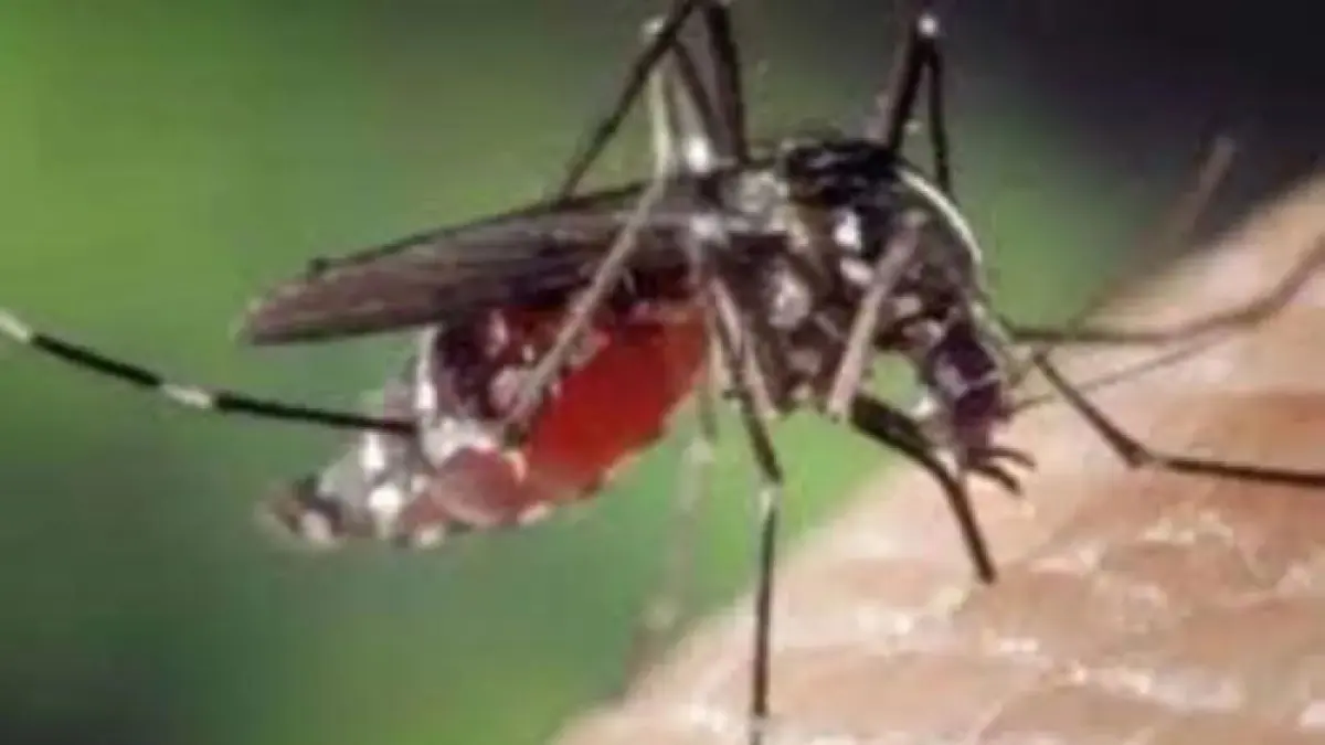 Ilustrasi nyamuk demam berdarah dengue (DBD). (Istimewa)